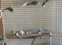 6 pair for sale all breading pair