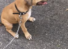 pitbull pitbull