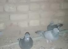 حمام لوت و زواججل حمام لوت و زواججل