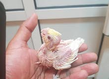 كوكتيل فرخ لاتينو lutino cockatiel كوكتيل فرخ لاتينو lutino cockatiel