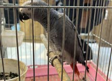 ببغاء كاسكو للبيع الليف كلش طينه محلق فظيه متكلم ببغاء كاسكو للبيع الليف كلش طينه محلق فظيه متكلم