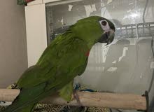 mini macaw for sale