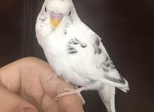باجي اليف باجي اليف