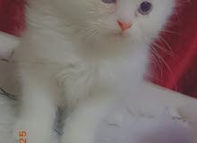 ذكر شيرازي ذكر شيرازي