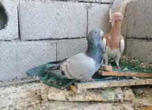 متاح حمام زينة للبيع متاح حمام زينة للبيع