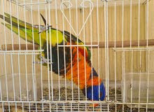 parrot lorikeet