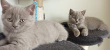 Lilac British Shorthair Lilac British Shorthair