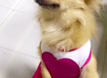 cute female pomeranian dog cute female pomeranian dog