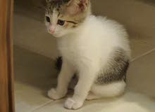 Norweign forest cat three months age with international vaccinations record. Norweign forest cat three months age with international vaccinations record.
