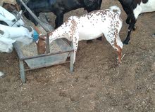 goat for sell goat for sell