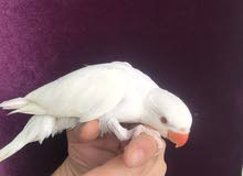 دره البينو (ابيض) دره البينو (ابيض)