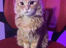 7 month old ginger kitten for sale 7 month old ginger kitten for sale