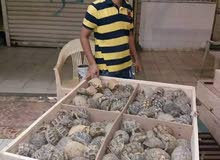 for sell shop no 47 birds market for sell shop no 47 birds market