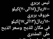 غنم للاضاحي السعر قابل للتفاوض غنم للاضاحي السعر قابل للتفاوض