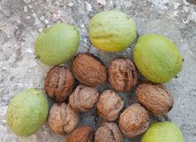 Fresh green walnuts Fresh green walnuts