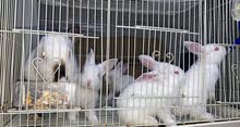 ارانب كاليفورنيا California rabbits ارانب كاليفورنيا California rabbits