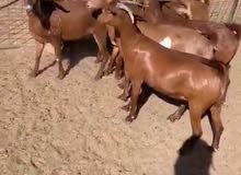 مطلوب مثل اللي بالصورة مطلوب مثل اللي بالصورة