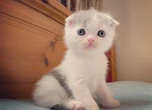Scottish fold male Scottish fold male