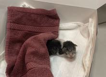 kitten for free kitten for free