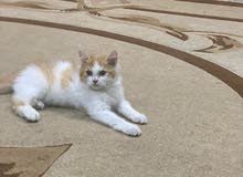 قطه شيرازيه العمر 3 اشهر قطه شيرازيه العمر 3 اشهر