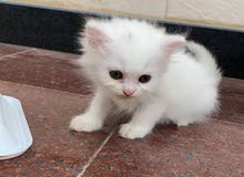 قطه شيرازيه قطه شيرازيه