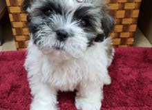 Pure Breed Shihtzu Female Pure Breed Shihtzu Female