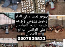 للبيع دجاج ورومي وخيبر للبيع دجاج ورومي وخيبر
