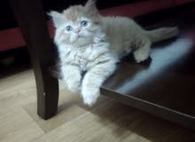 sherazi kitten sherazi kitten