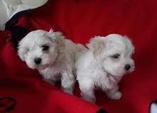 MALTESE MALTESE