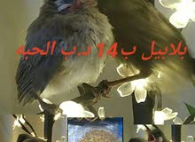بلبل BulBul بلبل BulBul