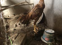 مجموع دجاج هندي للبيع شلع (اقره الوصف) مجموع دجاج هندي للبيع شلع (اقره الوصف)