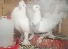 زوج عرايس بيض كطن نضيفات زوج عرايس بيض كطن نضيفات