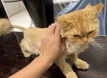 Persian cat female Persian cat female