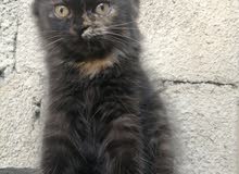 Mix British and Persian Mix British and Persian