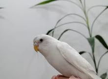 طير هند طير هند