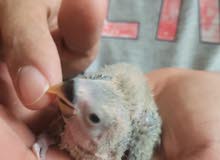فروخ لوفبيرد lovebird chicks فروخ لوفبيرد lovebird chicks