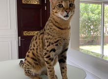 savanna hybrid cat urgent sale savanna hybrid cat urgent sale