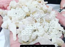 لبان حوجري ذكر عماني في قطر لبان حوجري ذكر عماني في قطر