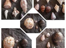 Corals and Shells Corals and Shells
