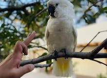 White Umbrella  Cuckatoo Fully trained No biting