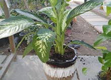 دفنباخيا ضلي داخليه معمره .. تحتاج الى عنايه قليله .. دفنباخيا ضلي داخليه معمره .. تحتاج الى عنايه قليله ..