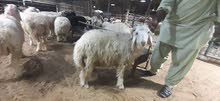 الخرفانsheep and goats 0508422425 الخرفانsheep and goats 0508422425