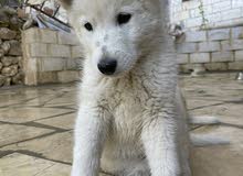 top European Swiss shepherd puppy for sale