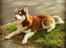 haski brown 12 months old vaccinated with passport very kind and friendly female haski brown 12 months old vaccinated with passport very kind and friendly female