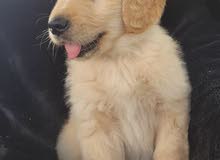 Golden Retriever puppy for sale Golden Retriever puppy for sale