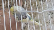 Beautiful Lovely bird, 100% friendly, Bites are 100% soft. Beautiful Lovely bird, 100% friendly, Bites are 100% soft.
