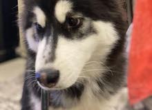 Husky for sale Husky for sale