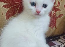 kitten for sale kitten for sale