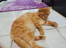 Pure Maine Coon Male Pure Maine Coon Male