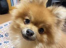 Female Pomeranian Female Pomeranian